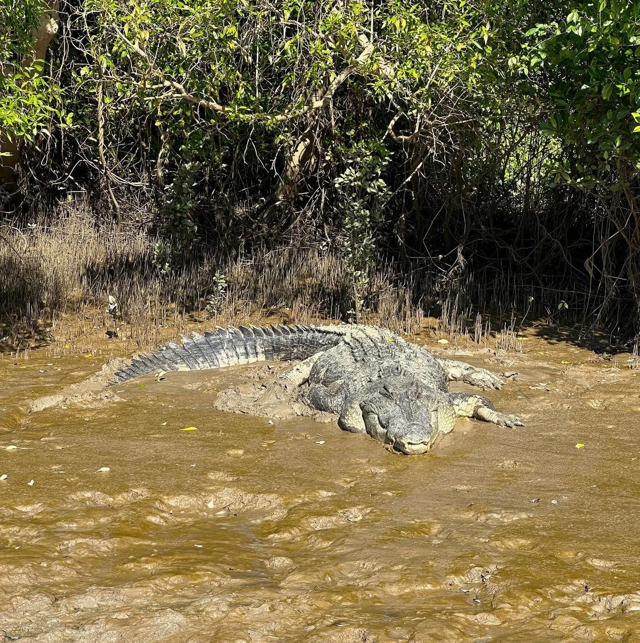 A Close Encounter with Saltwater Crocodiles