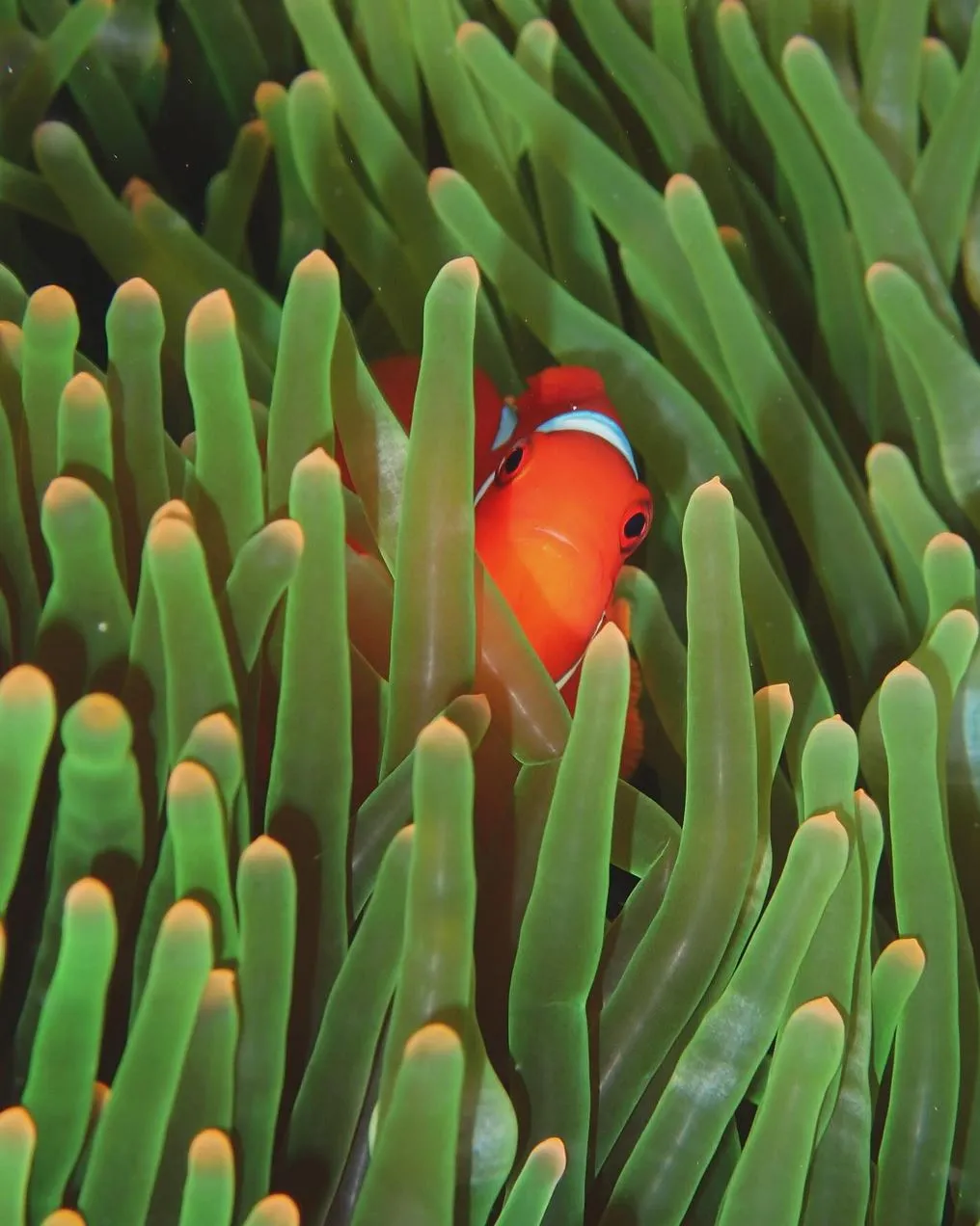 Prospect Place Dresden | Can You Find Clownfish In Australia? Best Seasons To Visit (And When The Water Turns Rough As Guts)