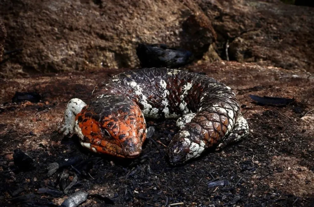 Bobtail Lizards