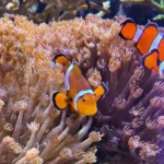 Can You Find Clownfish In Australia
