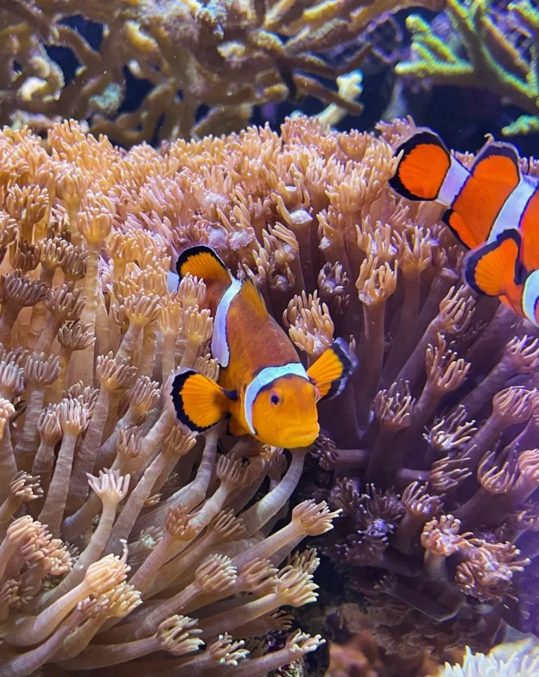 Can You Find Clownfish In Australia