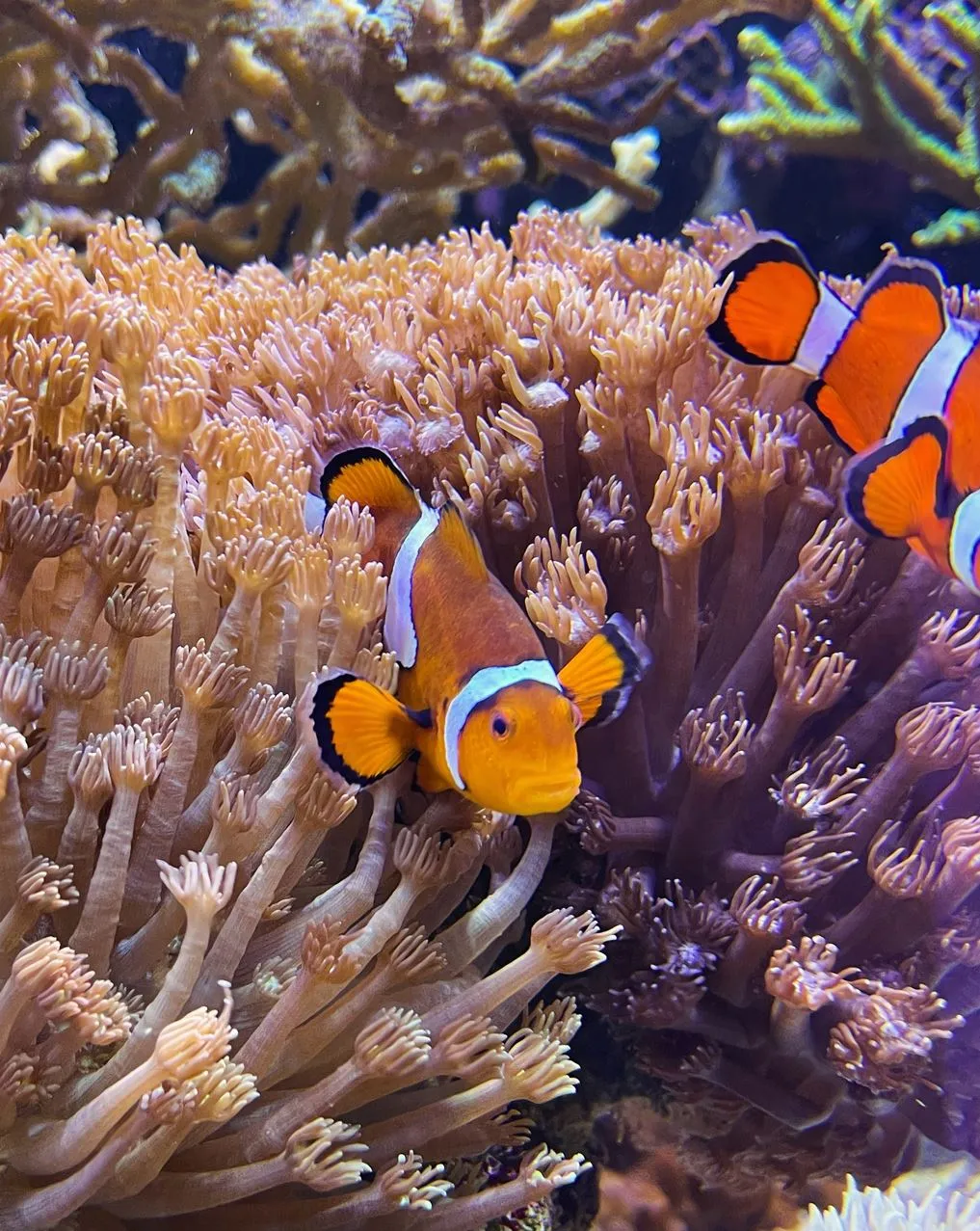 Can You Find Clownfish In Australia