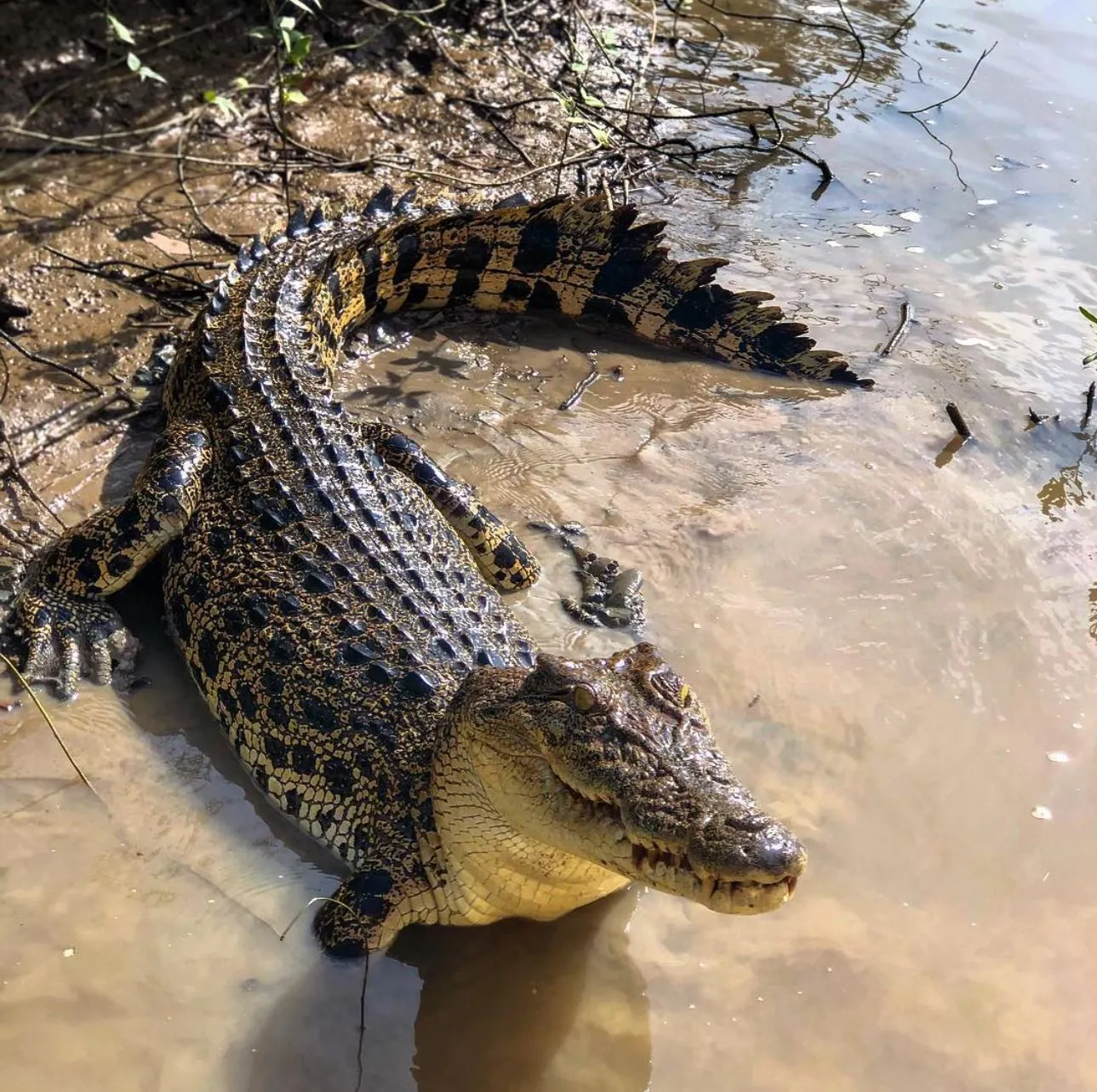 Crocodile Safety and Behaviour