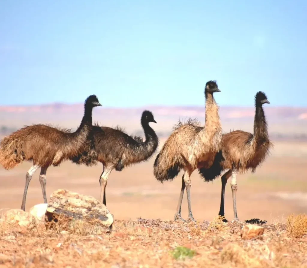 Emus