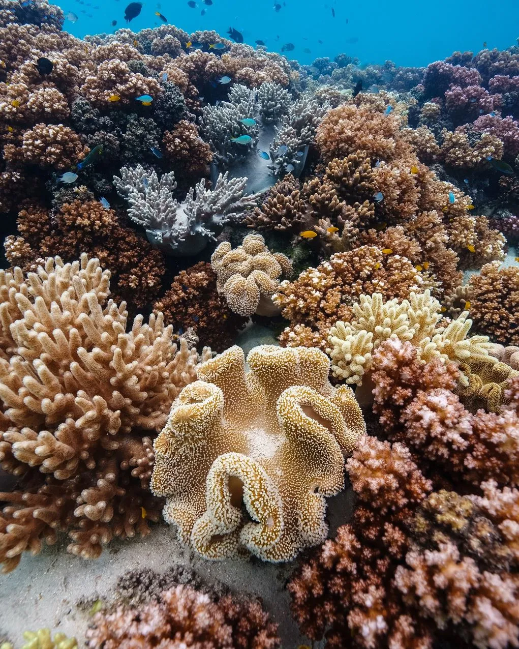 Prospect Place Dresden | Can You Find Clownfish In Australia? Great Barrier Reef Tour