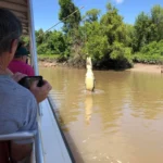 Jumping Crocodile Cruise, Thrilling Encounters in the Wild