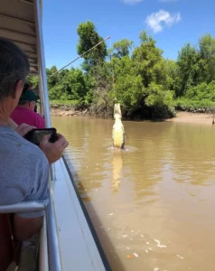 Jumping Crocodile Cruise, Thrilling Encounters in the Wild