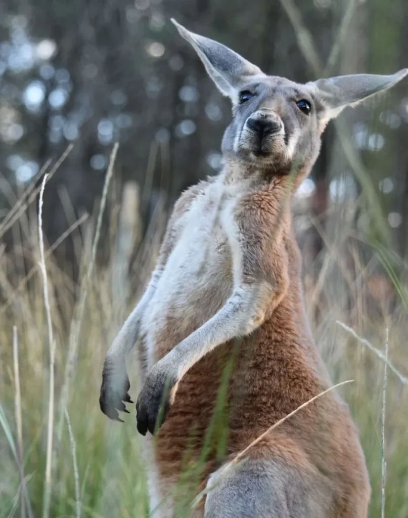 Kangaroos