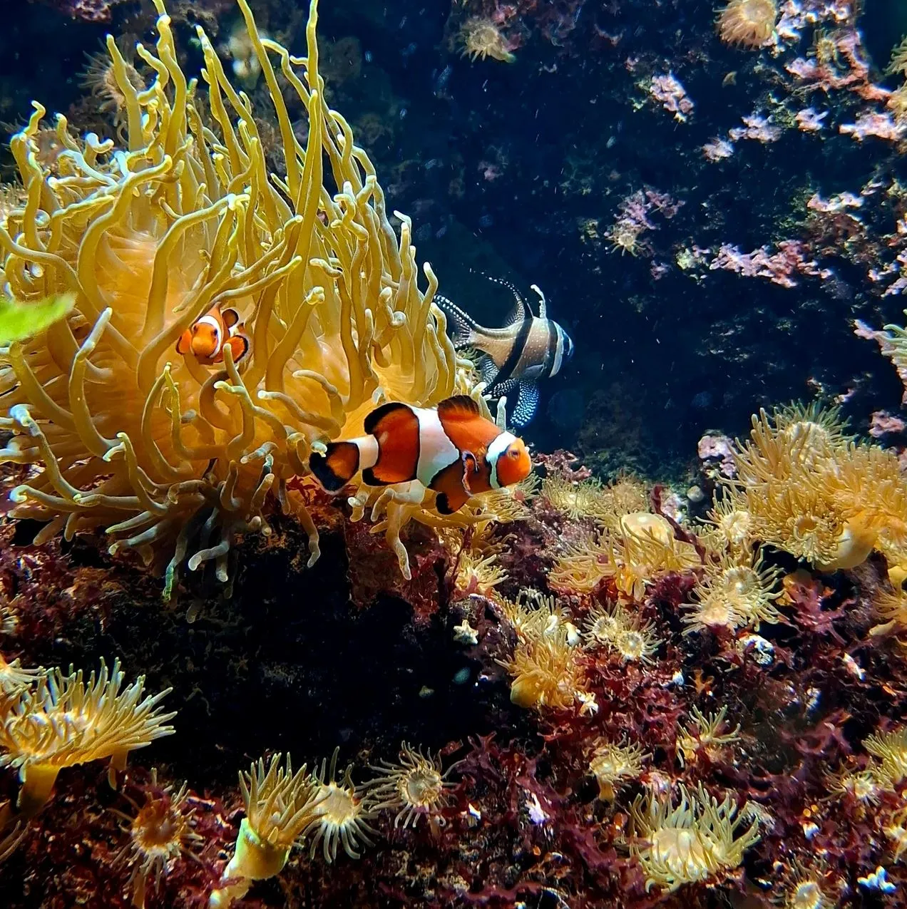 Prospect Place Dresden | Can You Find Clownfish In Australia? Nature’s Twist, This Species Can Swap Sex