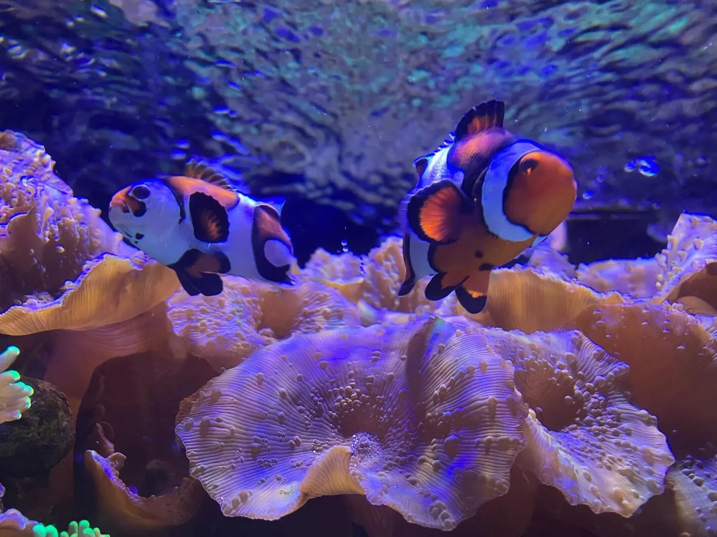 Prospect Place Dresden | Can You Find Clownfish In Australia? The Anemone-Dwelling Species Found in Australia