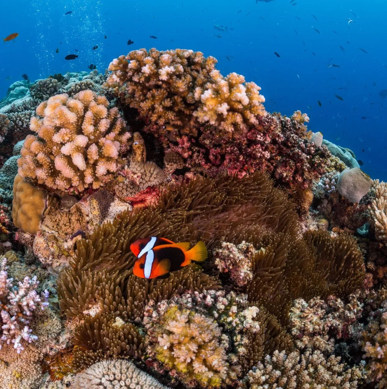 Prospect Place Dresden | Can You Find Clownfish In Australia? Top Reef Regions for Finding Anemone Fish
