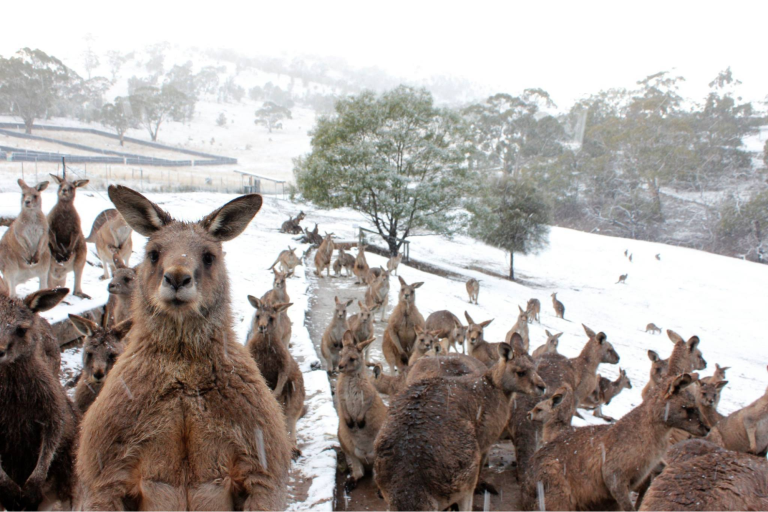 Prospect Place Dresden|Budget-Friendly Snow Tours in Australia | Affordable Winter Destinations