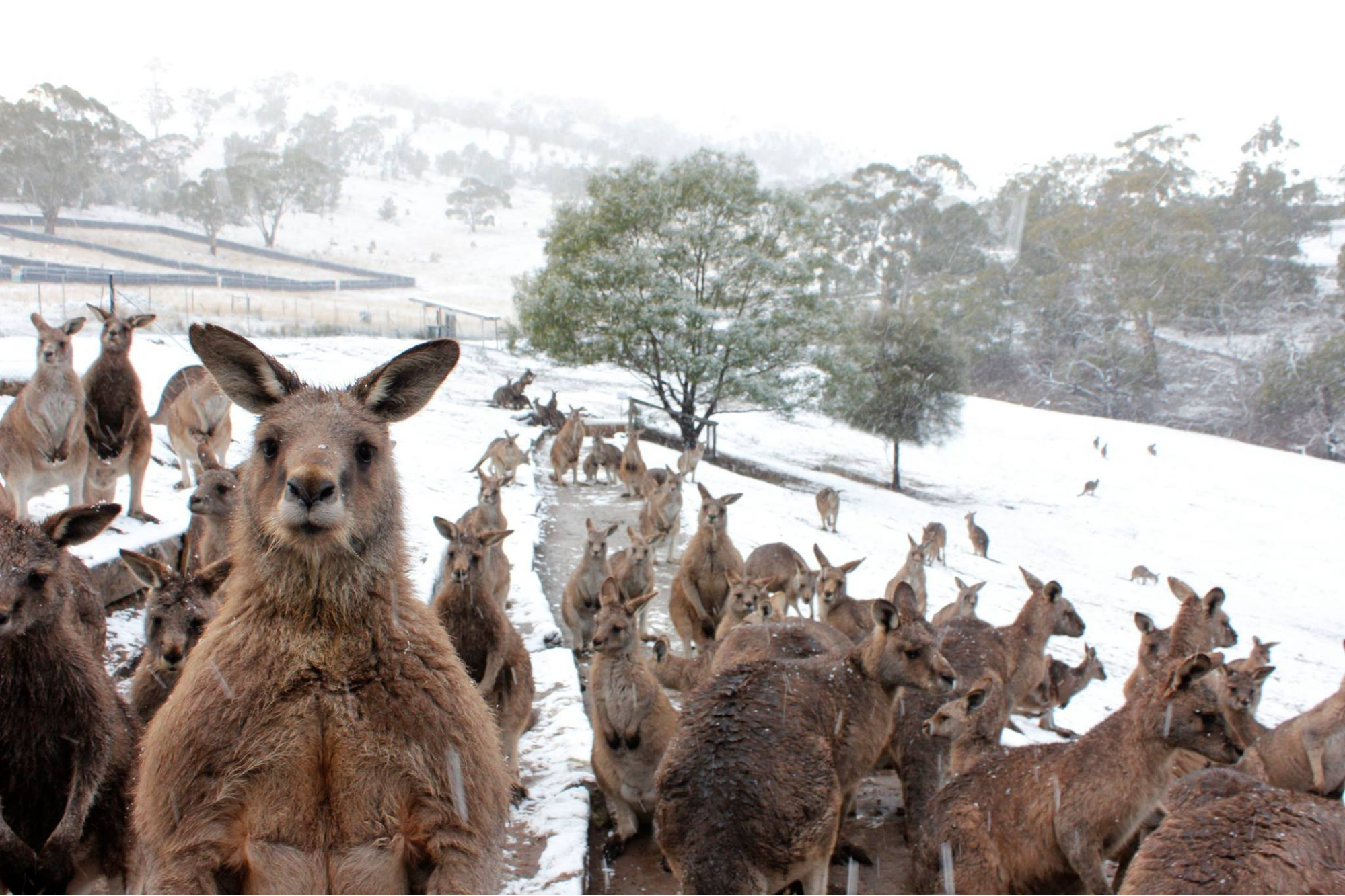 Prospect Place Dresden | Budget-Friendly Snow Tours in Australia | Affordable Winter Destinations